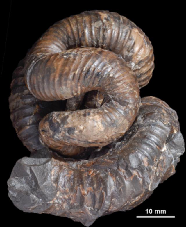 画像: ニッポニテス http://www.palaeo-soc-japan.jp/3d-ammonoids/img/data03-01.png