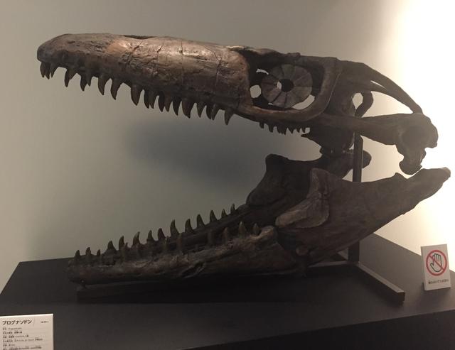 画像: モササウルス類