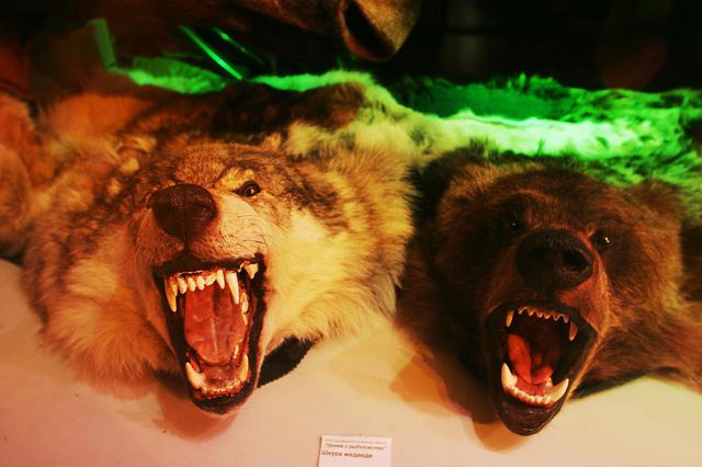画像: 夜、市内を散歩していて発見した野生動物の剥製品。狼と熊だろうか。ロシア人の好みなのか生々しい表情で、ショーウインドウ越しにサンクトペテルブルクの街中を威嚇して睨んでいた。