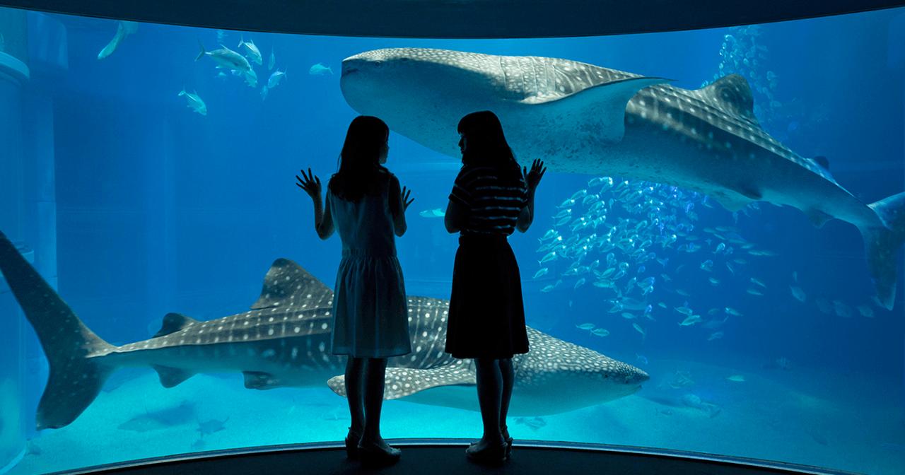画像: 世界最大級の水族館 海遊館