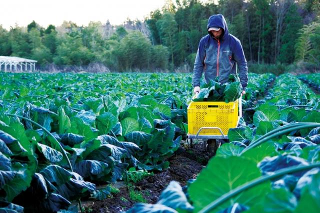 画像: 「ケール」は最も健康的な野菜のひとつとして人気を集めている。低カロリーで豊富な食物繊維、さらにはアンチエイジング効果の高いビタミンやカルシウムも豊富