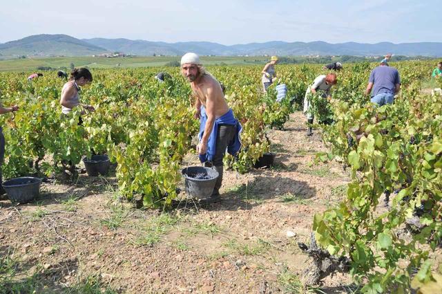 画像2: フランスワイン、2019年の収穫状況は?