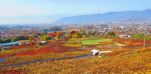 ワインを楽しみながら、ワイナリーを巡る「山梨ワイン ...