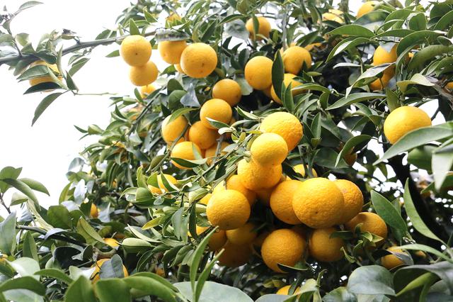画像1: 神奈川県が12年かけて開発した新感覚オレンジ「湘南ゴールド」