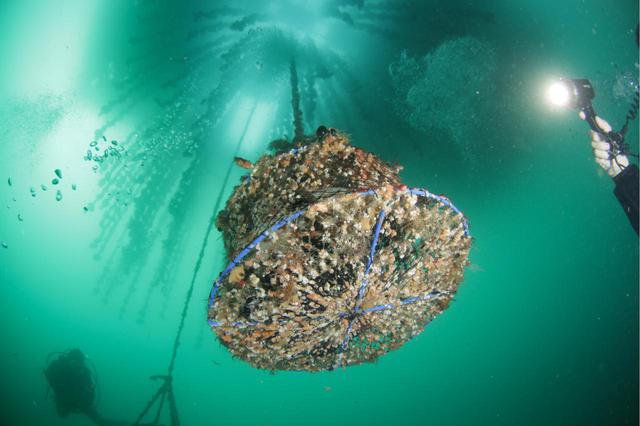 画像3: 岩手県陸前高田市の海でワインを熟成!海中熟成サービスを開始