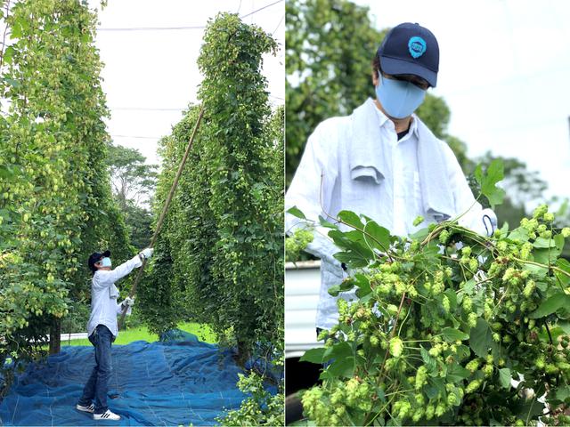 画像2: フレッシュホップを使ったBrut IPA「FRESH HOP IPA」とは?