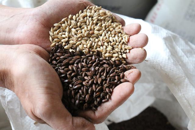 画像: チョコレートビールに使うチョコレート麦芽(手前)と通常のビールに使うベース麦芽(奥)