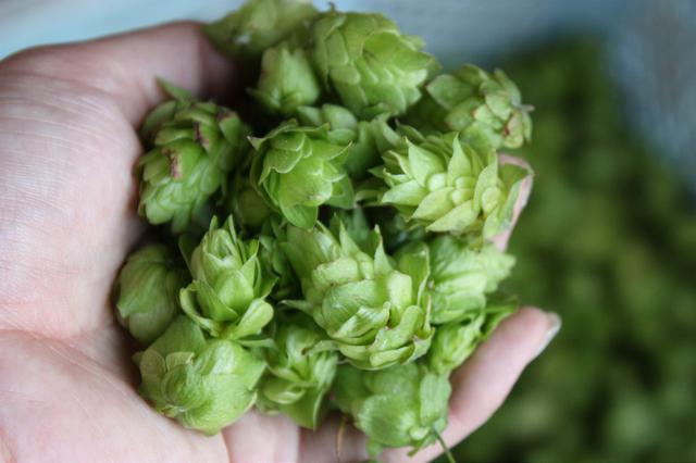 画像1: ドライで爽快な後味が特徴のビアスタイル、Brut-IPA