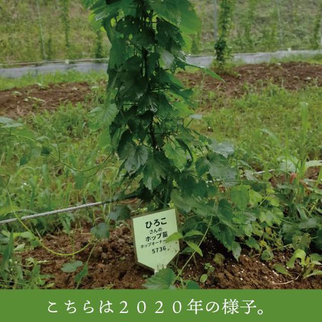 画像: ◀1株ずつオーナーが命名可能、ラベルをつけて栽培される様子(画像はYahoo!ショッピングサイトより)
