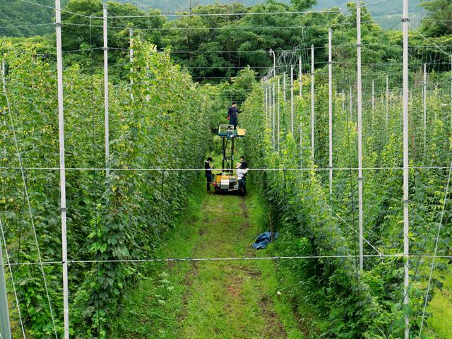 画像: 与謝野町で栽培するホップ(画像はクラウドファンディングのプロジェクトから)