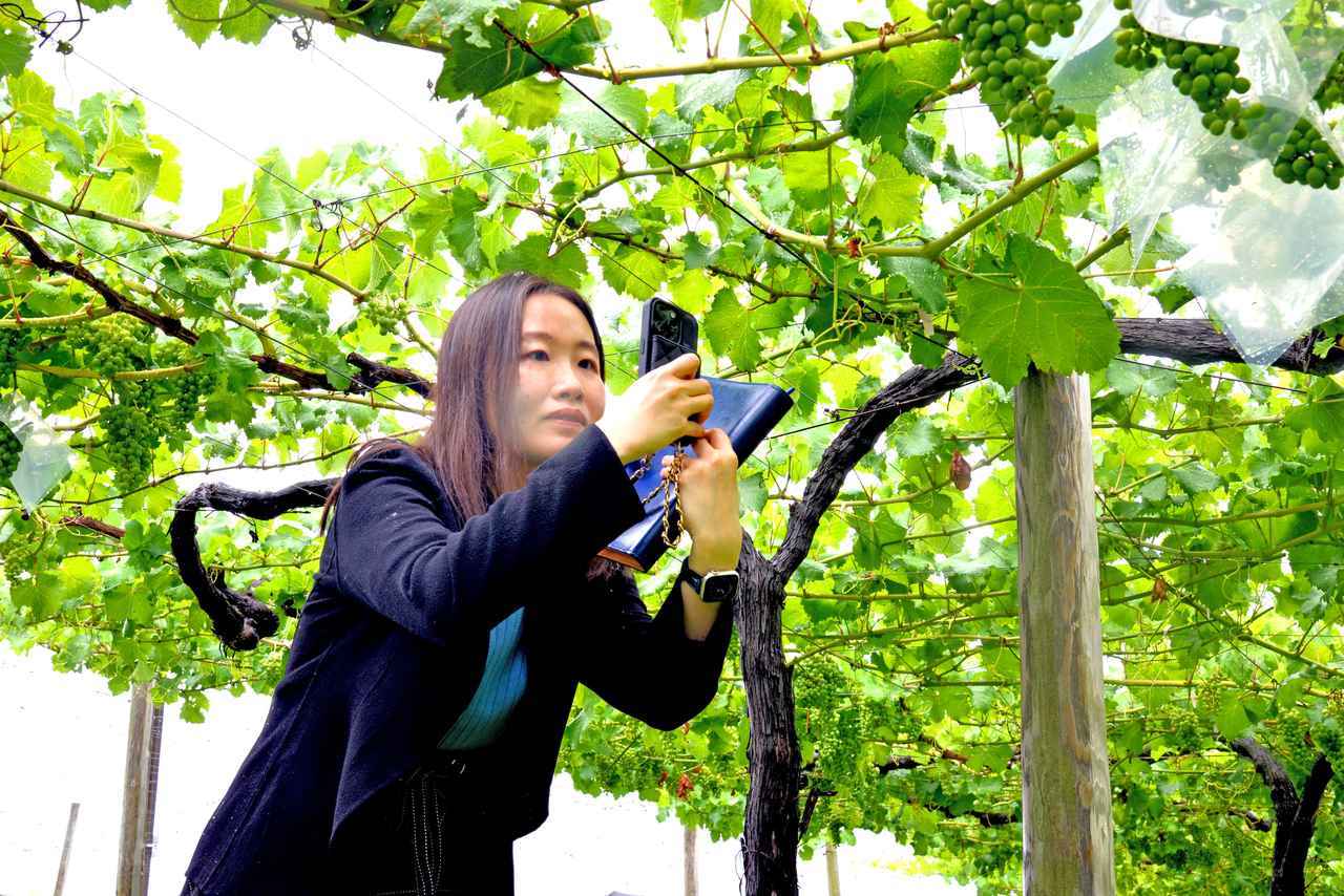 画像: 「袋掛けは、日本にしかないんです」と、スマートフォンで撮影