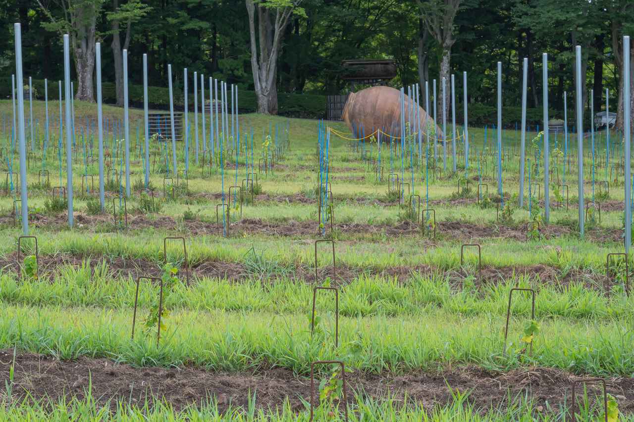 画像: マンズワイン小諸ワイナリーの目の前、以前芝生だった場所が、今は去年植えられたシャルドネとソーヴィニヨン・ブランの畑に。まだ小さな苗木たちが、少しずつ風景に馴染んでいく。毎年ここに来て、その成長を見守りたい——そんな気持ちになる場所だ