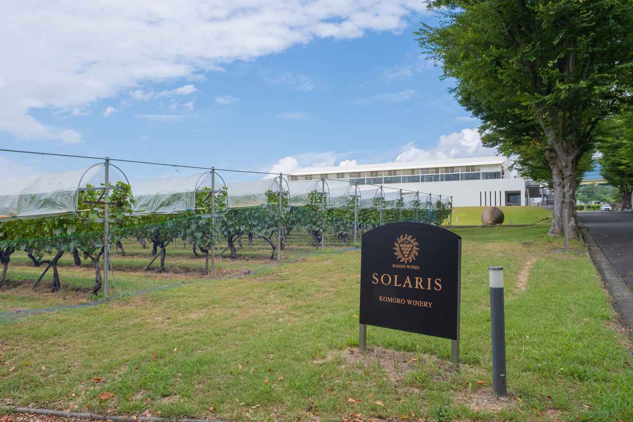 画像: ワイナリー前には32のブドウ品種を植えた「品種園」が。葉やブドウの房など品種の違いを見ることができる