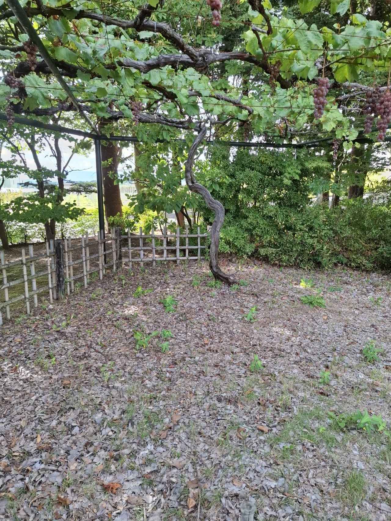 画像: マンズワイン小諸ワイナリーには、3000坪の日本庭園「万酔園」（ばんすいえん）があり、庭園の見学は無料・予約不要で楽しめる。樹齢100年の龍眼（りゅうがん）のブドウ樹も