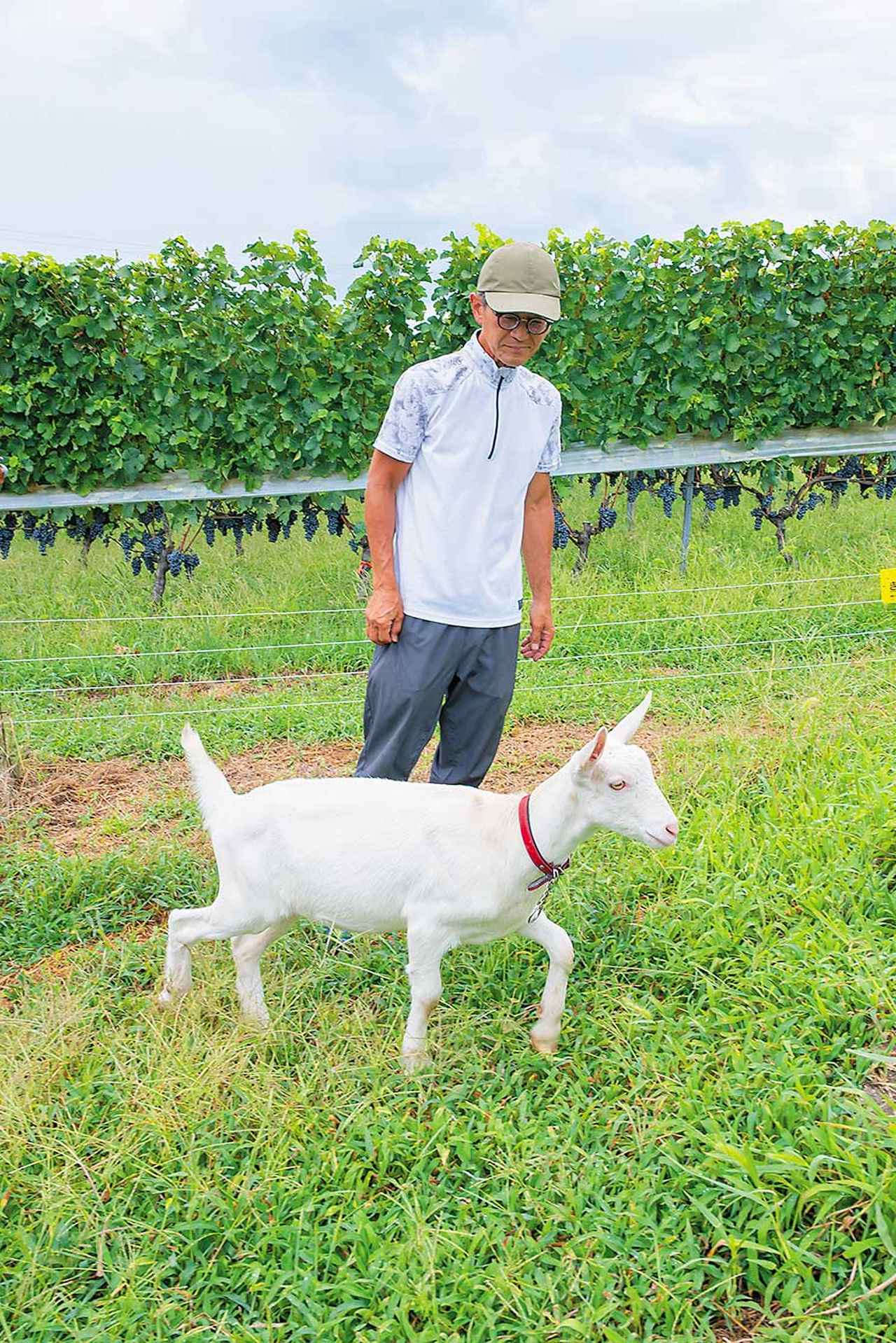 画像: 伊澤貴久氏 立科町にある「いざわの畑」。丁寧に手入れされた畑ではぐくまれるブドウは、冷涼な立科のテロワールをワインに映し出す。「収穫の時期には、ワイン好きの友人たちが手伝いに来てくれます」