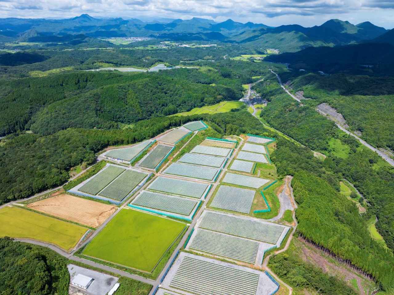 画像: 安心院葡萄酒工房の最大の畑「大見尾圃場」。ブドウの量産体制を整えるとともに、新品種の試験栽培も継続されている