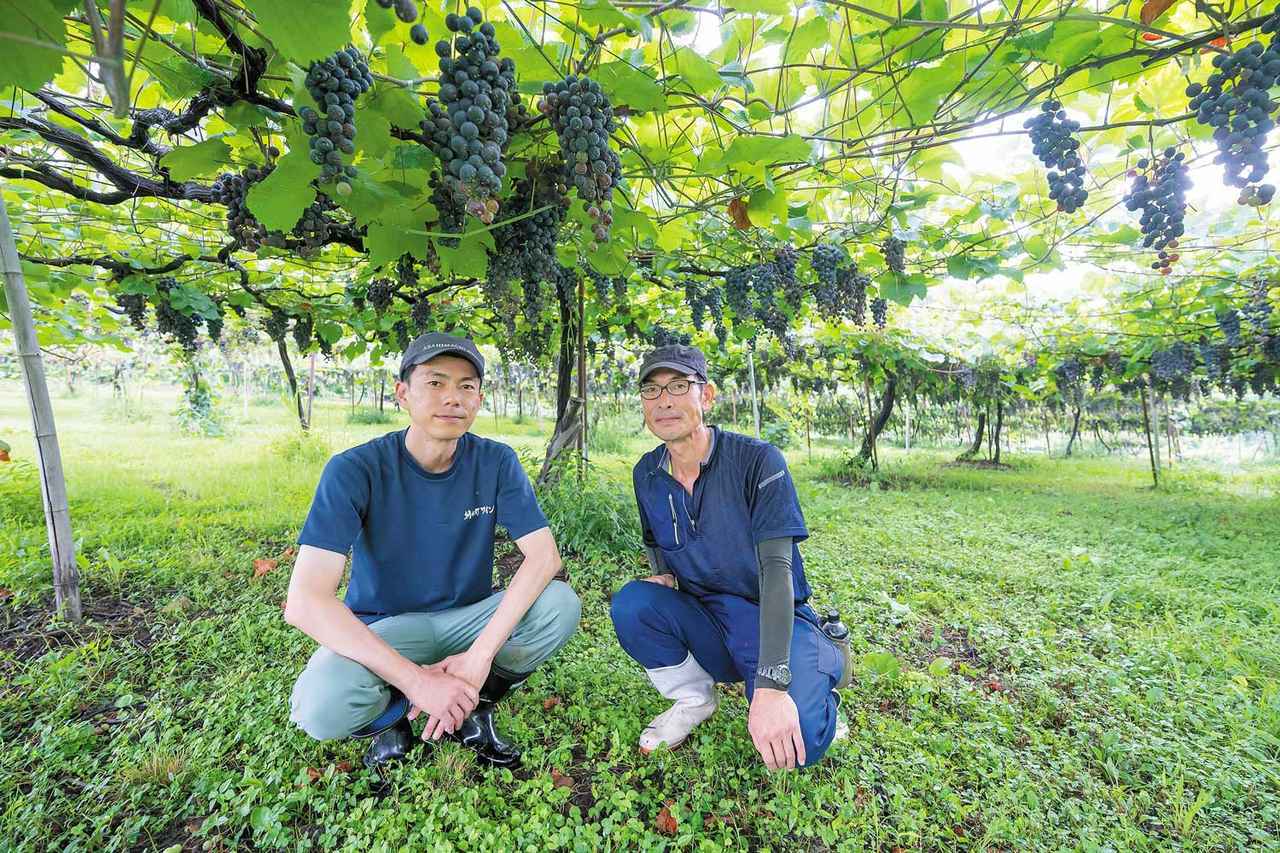 画像1: 地元農家とともに創り上げる高品質ワイン「朝日町ワイン」(山形県)