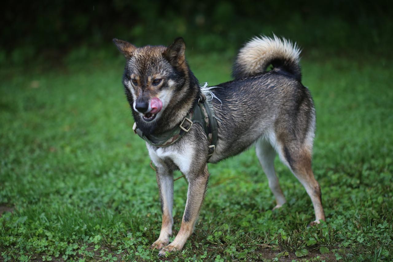 画像: ワイナリードッグ、川上犬のマイコちゃんとダイチくんがお出迎え!