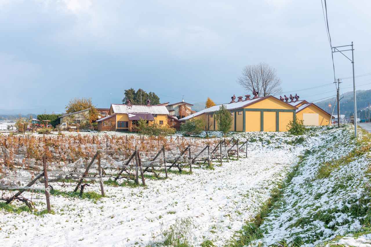 画像: 開拓時代の農園からスタート。野生酵母・無濾過のワイン造り 「TADA WINERY」