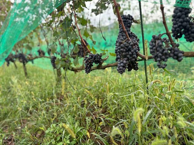 画像3: 越前の土から、ワインを醸す「SIX THREE ESTATE WINERY」