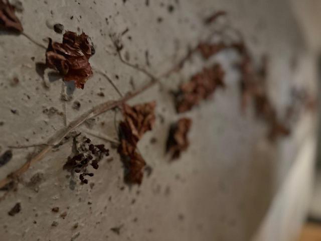 画像3: 越前の風土を一皿に