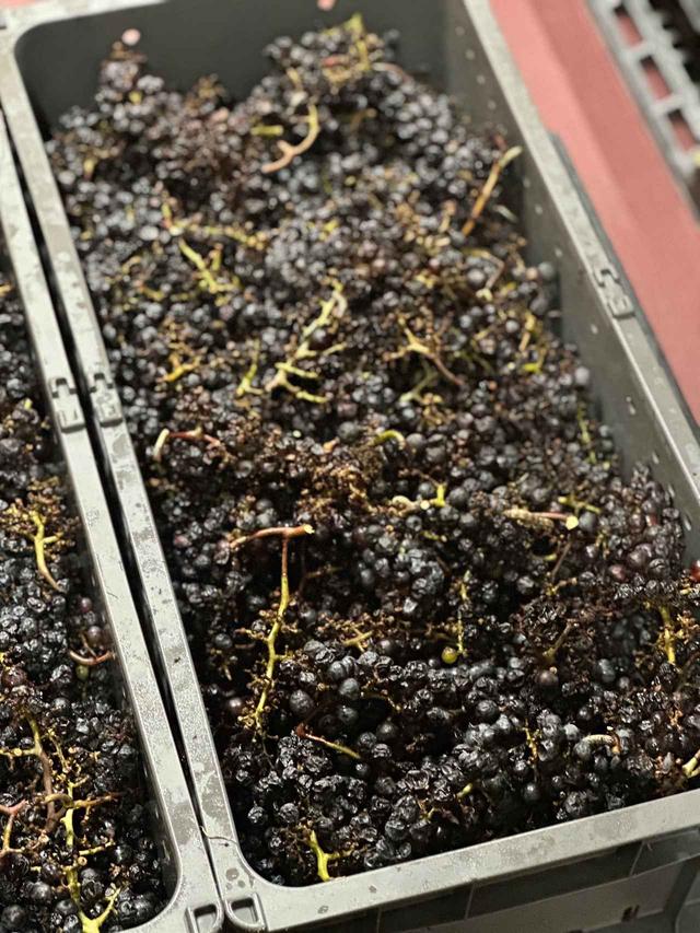 画像5: 越前の土から、ワインを醸す「SIX THREE ESTATE WINERY」