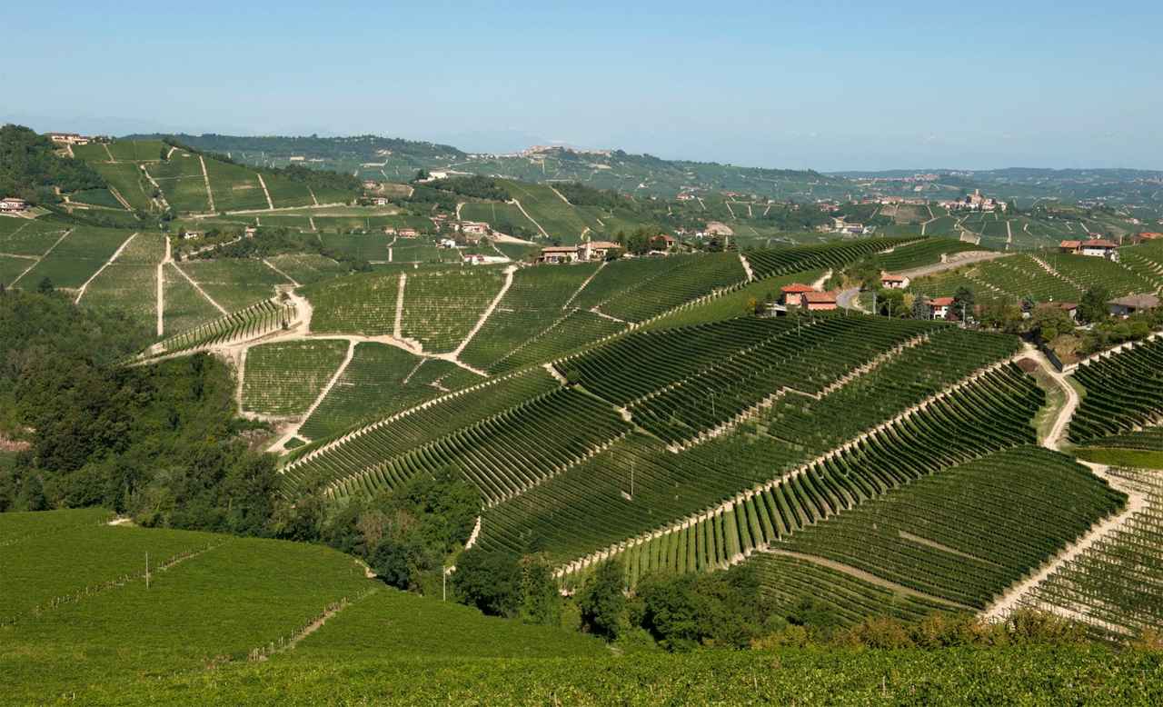 画像: バローロ/セッラルンガ・ダルバ村の自社畑「オルナート」