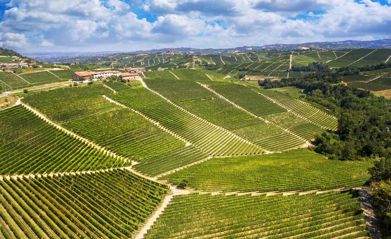 画像: バローロ/モンフォルテ・ダルバ村の自社畑「モスコーニ」