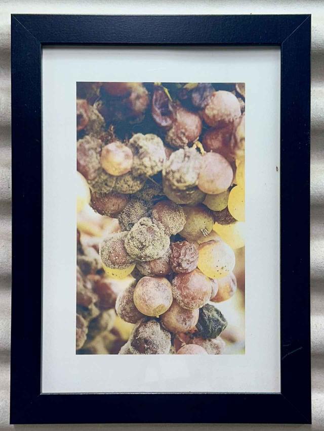 画像: 自然に貴腐菌が付着したセミヨン。貴腐菌を他の房に移そうとしても定着することは少なく、その発生は自然条件に大きく左右されるという