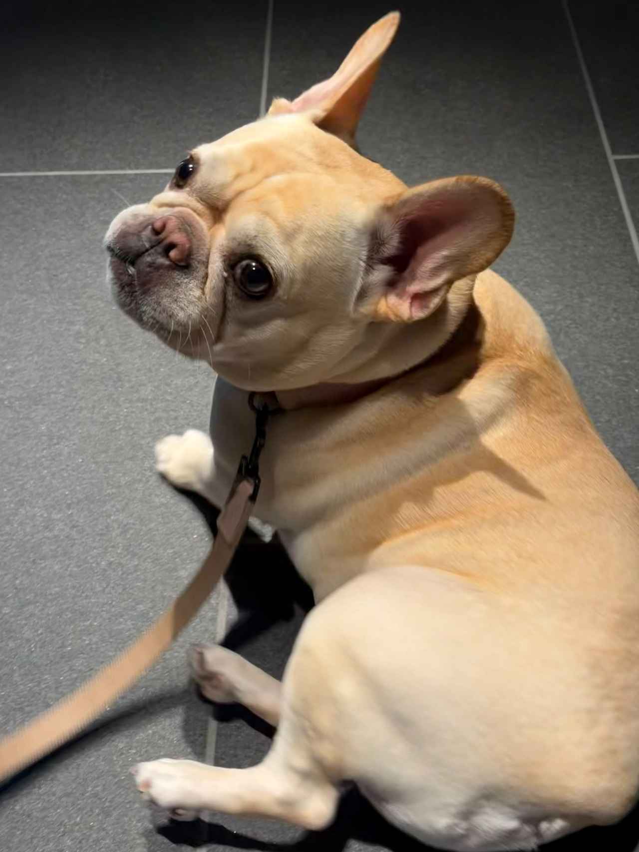 画像: 「界 草津」には、大型犬も宿泊できる専用の「愛犬ルーム」(3室限定)があり、露天風呂付き客室で、愛犬と一緒に贅沢な温泉滞在を楽しむことができる