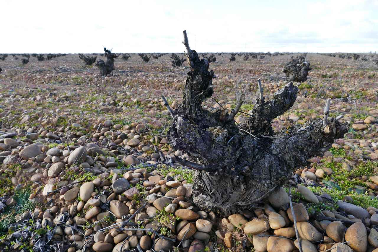 画像1: 風土がはぐくむ、ルエダの魅力