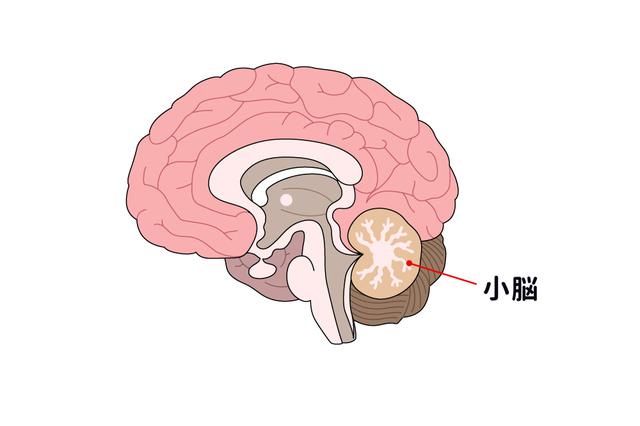 画像: トレーニングで鍛えるのは「小脳」