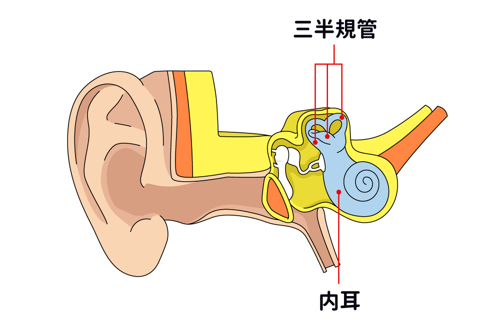 画像: 青白色をしているカタツムリのような形の器官が「内耳」(図-右部分)。三半規管(3つの半規管のこと)があり、頭や体の動きを感じ取る働きをしている。
