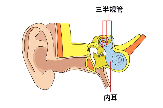 画像: 青白色をしているカタツムリのような形の器官が「内耳」(図-右部分)。三半規管(3つの半規管のこと)があり、頭や体の動きを感じ取る働きをしている。