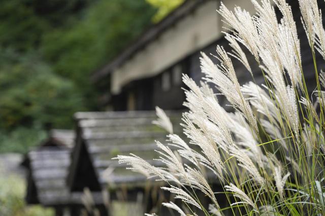 画像4: 憧れの秘湯「鶴の湯温泉」へ