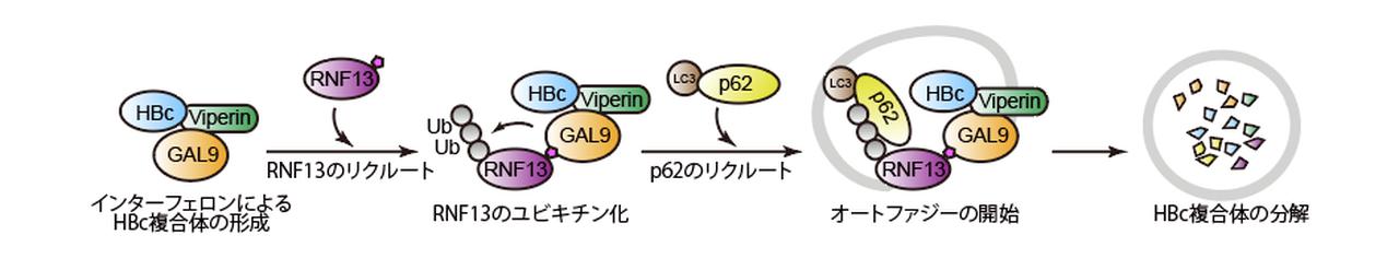 HBV感染の肝細胞、オートファジー誘導でウイルス増殖を抑制していた