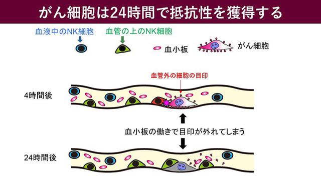 画像: 画像はリリースより