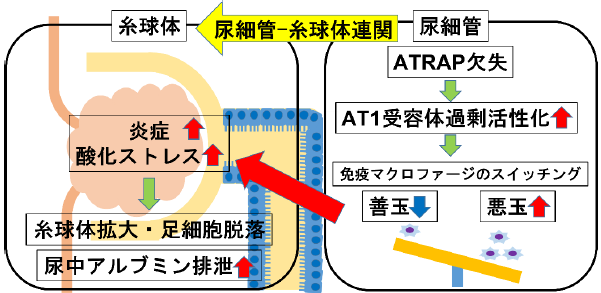 糖尿病性腎症、腎尿細管RA系を介した新規発症・進展メカニズムを