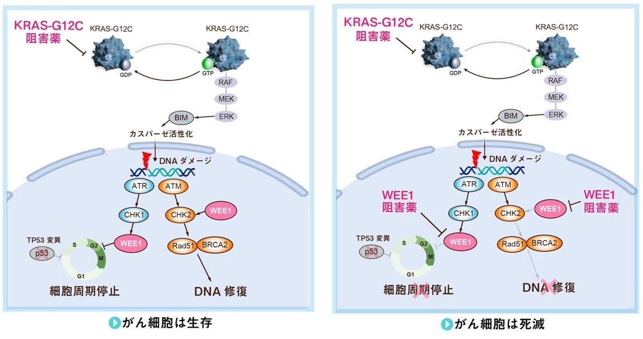 KRAS肺がん、WEE1阻害薬＋ソトラシブが新治療法となる可能性－金沢大