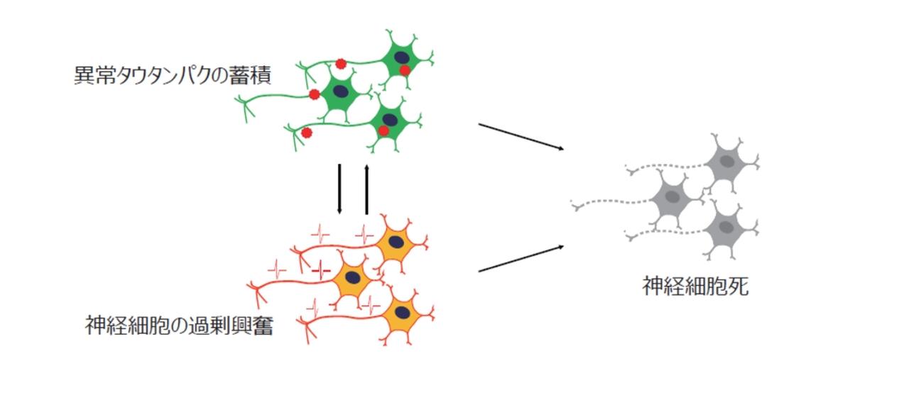 神経脈管学 高血圧の新たな発症メカニズムを解明 －皮膚の微小血管収縮と