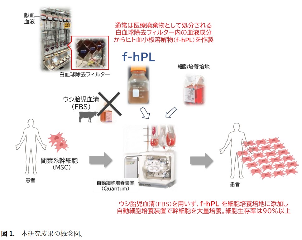 再生医療に重要なヒト血小板溶解物、廃棄血液からの大量製造法を