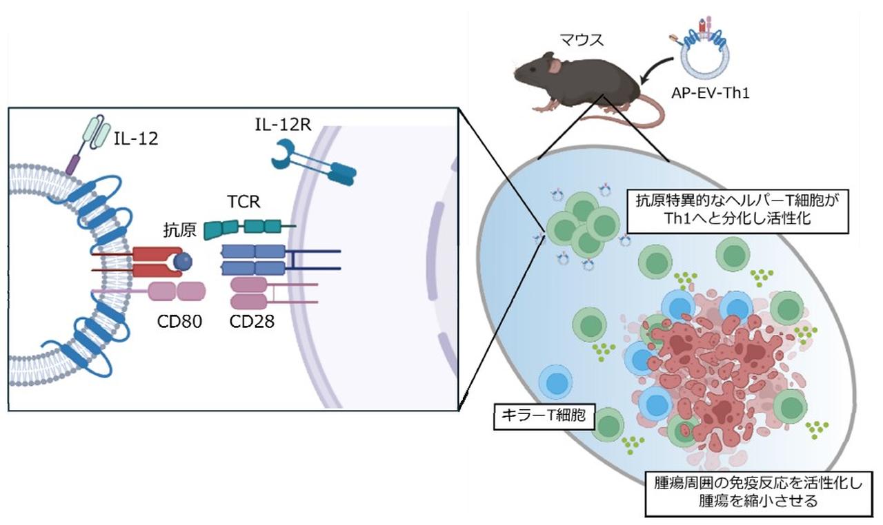 がん抗原特異的なヘルパーT細胞応答を高める改変エクソソームを開発