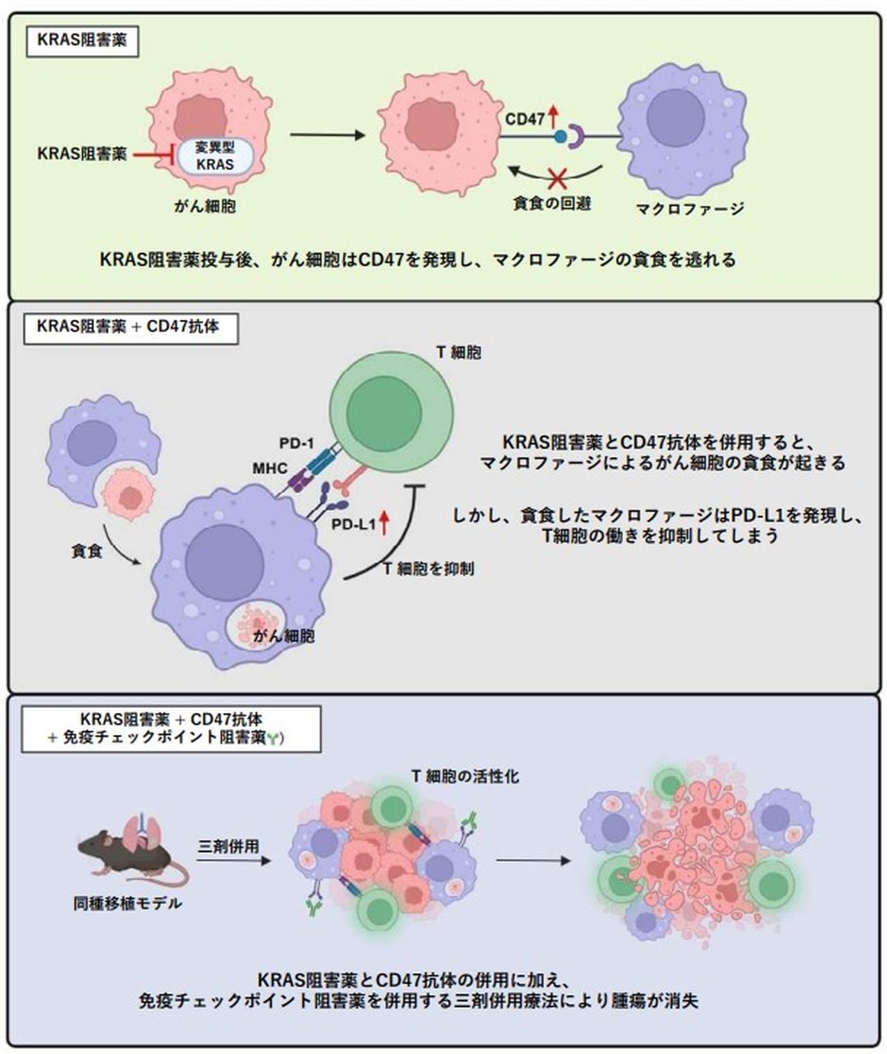 KRAS阻害薬耐性メカニズム解明、3剤併用に治療効果発見－愛知県がん