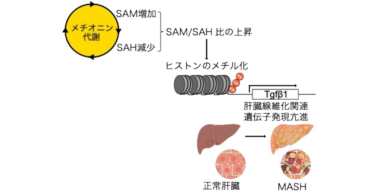 画像: 画像はリリースより