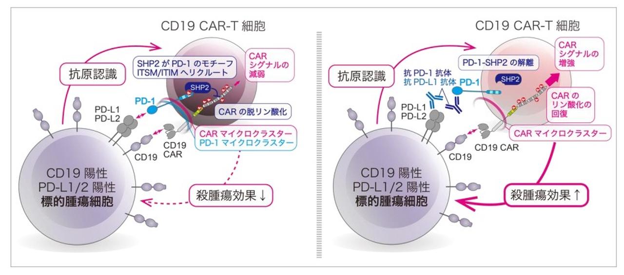 PD-1によるCAR-T細胞抑制機構を解明、併用療法最適化に期待－東京医科