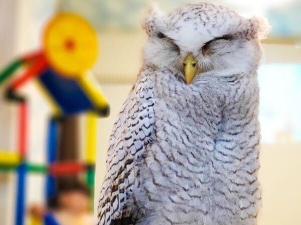 画像: ③猛禽類カフェ raptorland Shovel(ラプターランド シャベル)|フクロウ、ミミズク、タカにも出会える