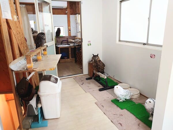 画像1: ②ふくろうの集うカフェ Quill(クイル)|時間無制限で満足いくまで触れ合える
