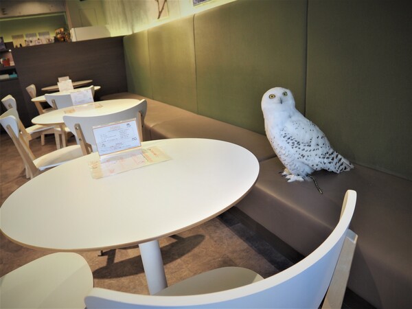 画像1: ①幸せのフクロウカフェchouette (シュエット)|21羽のフクロウに幸せをもらう