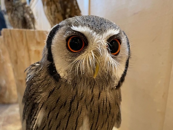 画像1: 【2022年最新】大阪でおすすめのフクロウカフェ4選!口コミで人気のお店をご紹介