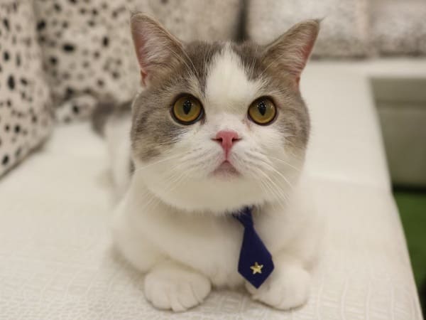 画像: お店いち押し猫・ムタくん